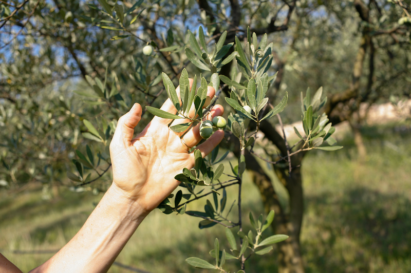 Copia%20di%20Cordioli_ADG_Photography_8_15 5